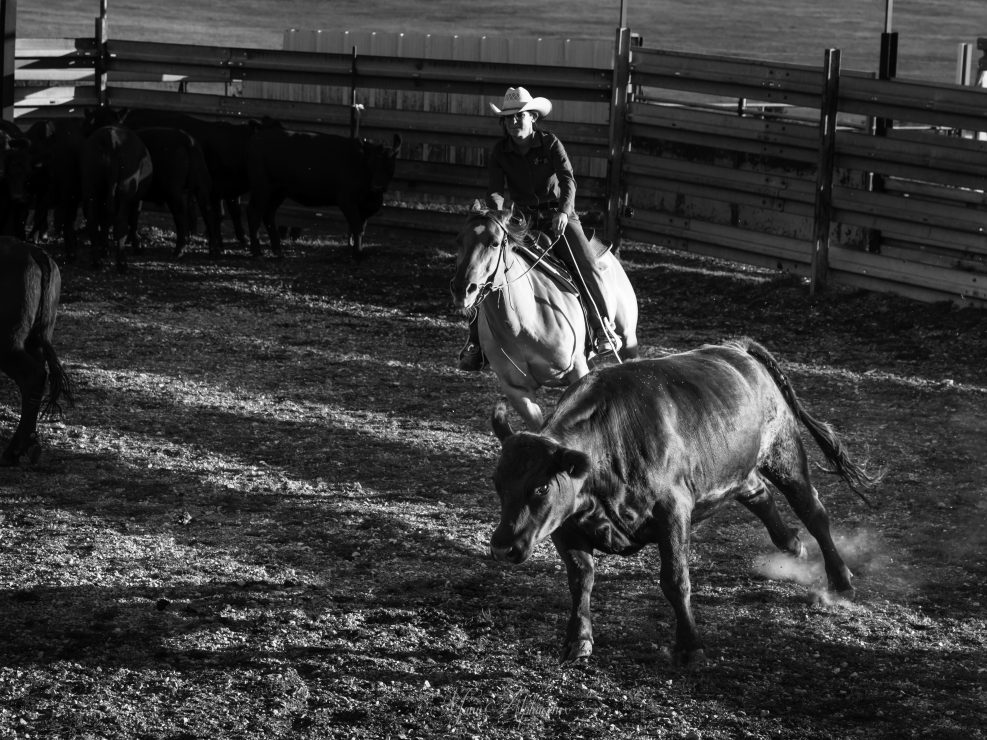 photo de cheval du Randals Bison 2022 d'Emmanuelle Rochard