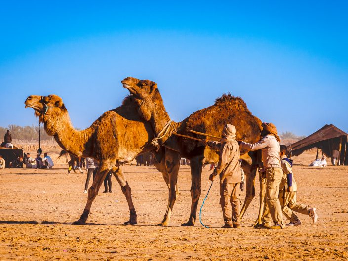 photo de chameaux du Festival du Sahara de Douz 2022 d'Emmanuelle Rochard