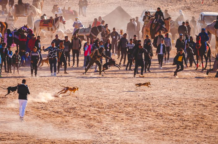 photo de sloughi du Festival du Sahara de Douz 2022 d'Emmanuelle Rochard