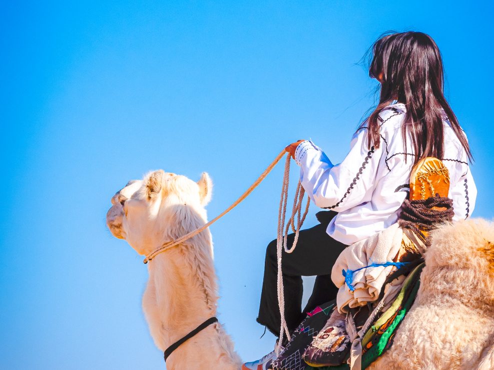 photo de chameau du Festival du Sahara de Douz 2022 d'Emmanuelle Rochard