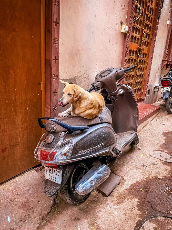 photo de chien de inde 2023 d'Emmanuelle Rochard