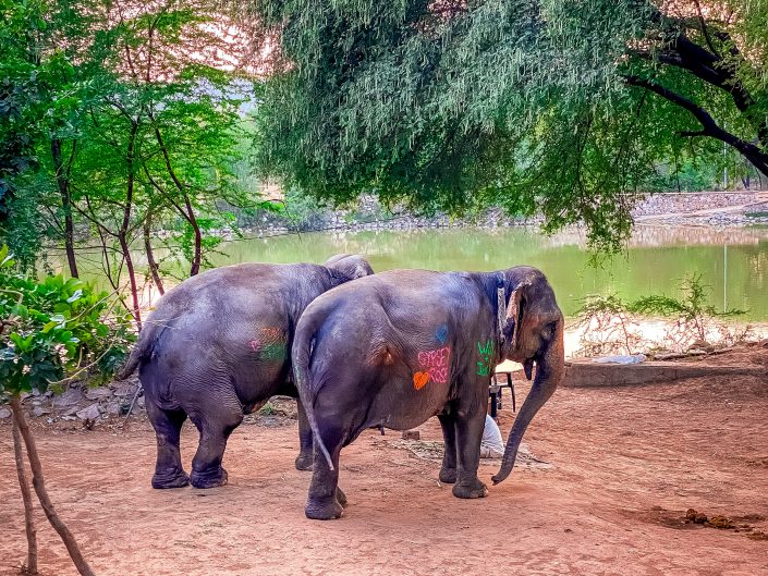 photo d’éléphant de inde 2023 d'Emmanuelle Rochard