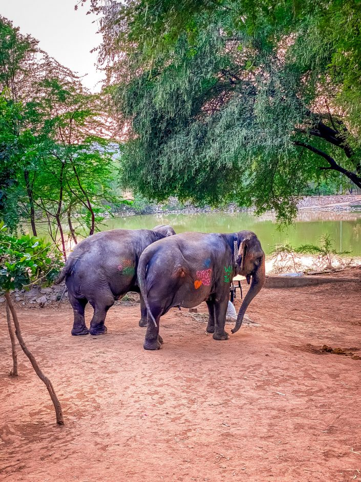 photo d’éléphant de inde 2023 d'Emmanuelle Rochard