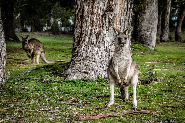 photo kangourou d'Australie 2015 d'Emmanuelle Rochard