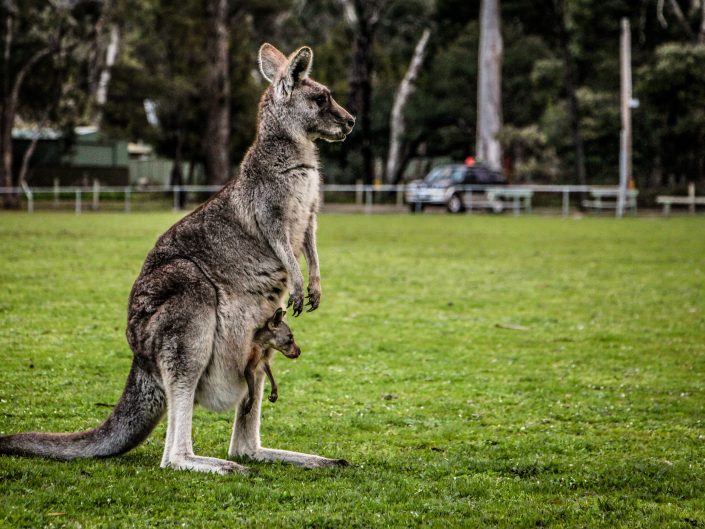 photo kangourou d'Australie 2015 d'Emmanuelle Rochard